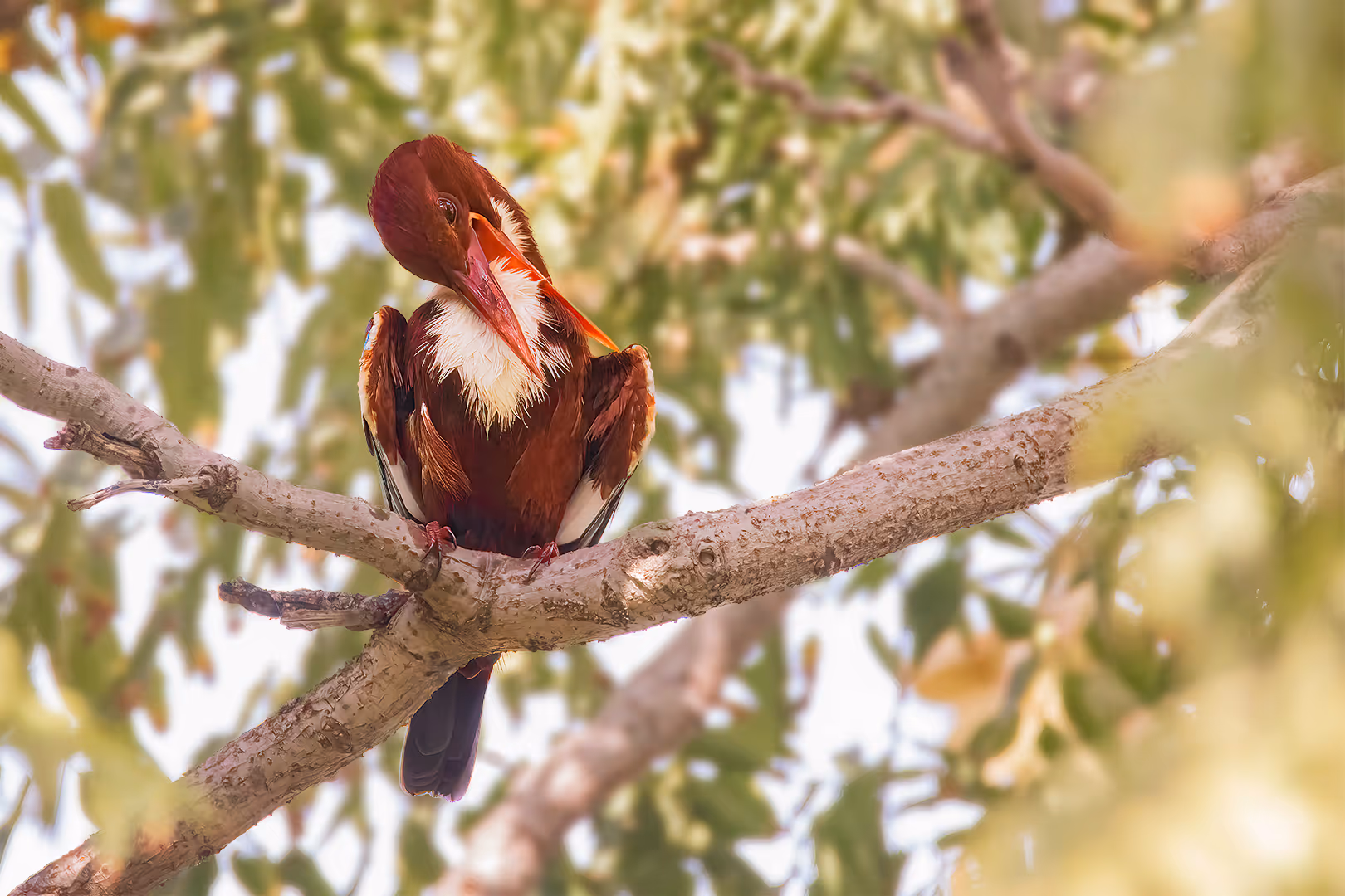 שלדג לבן-חזה מתנקה