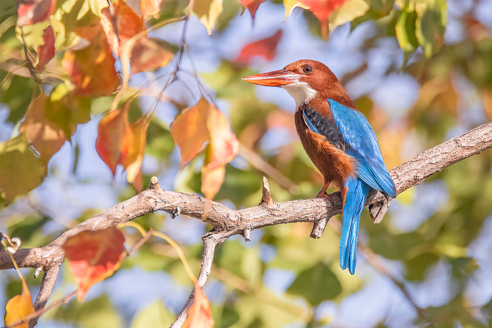 שלדג לבן-חזה בין עלי שלכת
