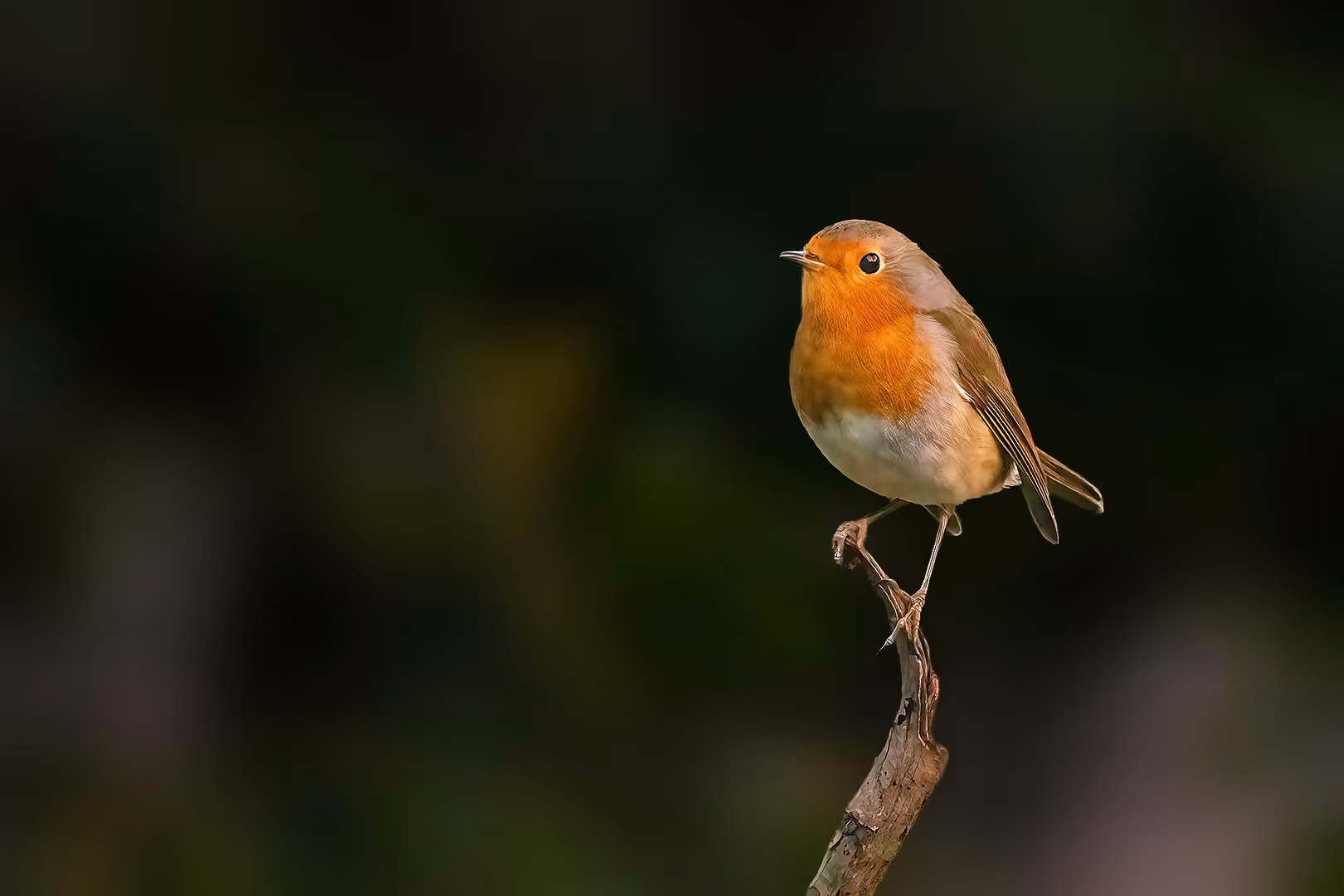 אדום חזה על ענף בסביבה חשוכה