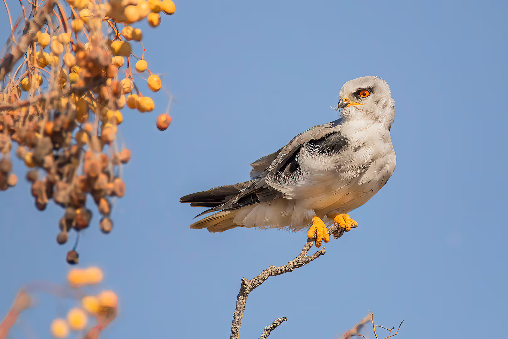 דאה שחורת כתף על ענף