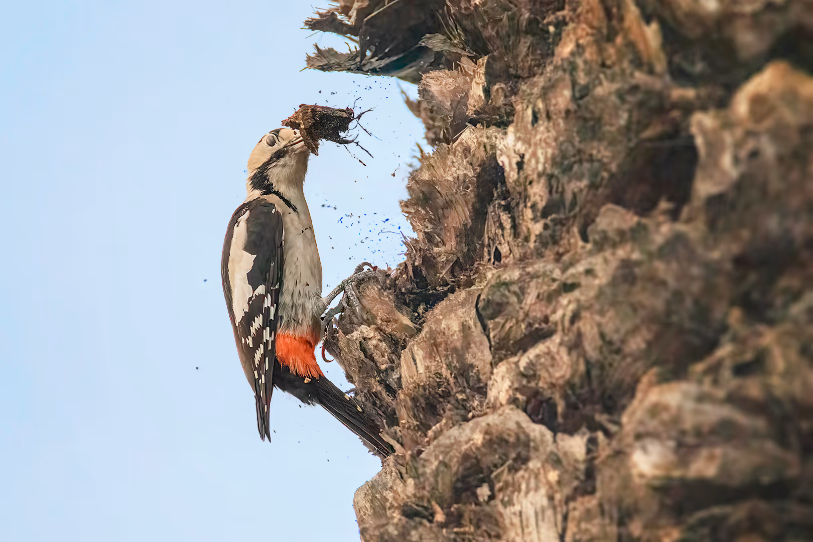 נקר סורי תולש חתיכת עץ דקל