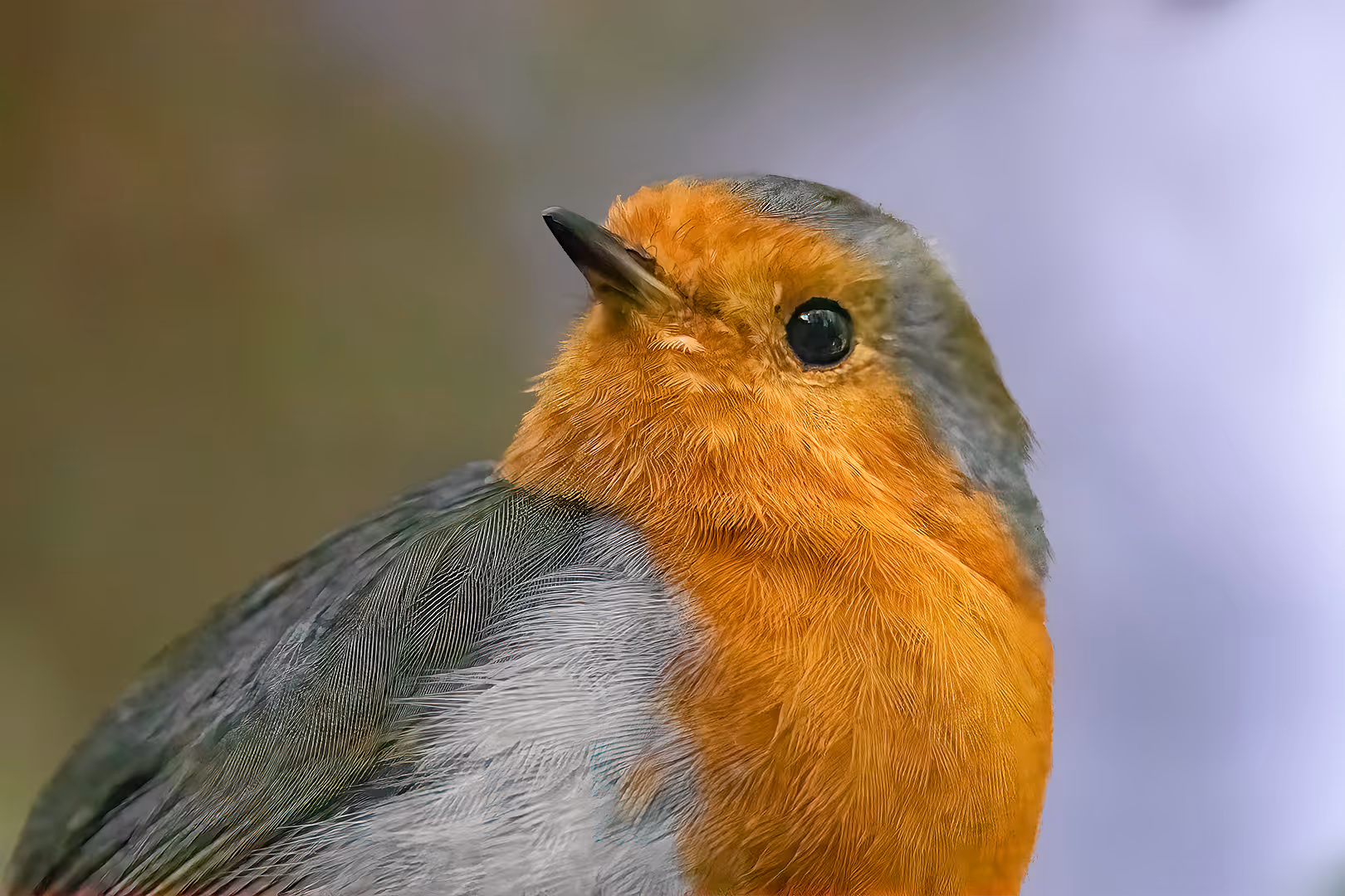 אדום חזה מקרוב מאוד