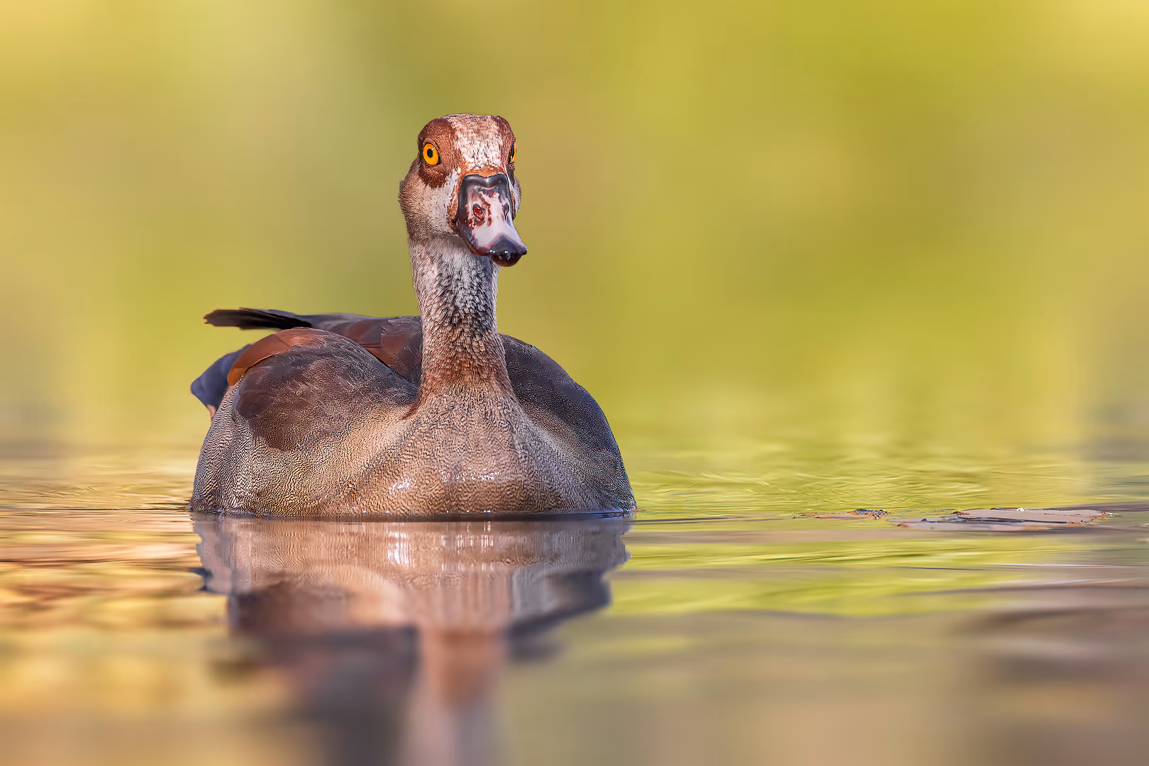 יאורית מצרית שוחה במים
