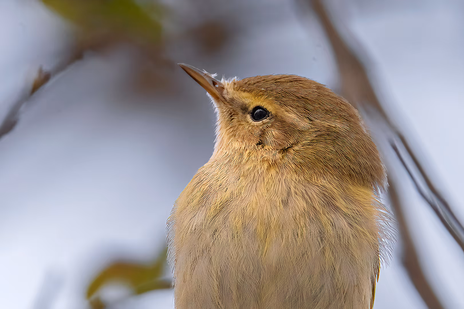 עלווית חורף בתקריב