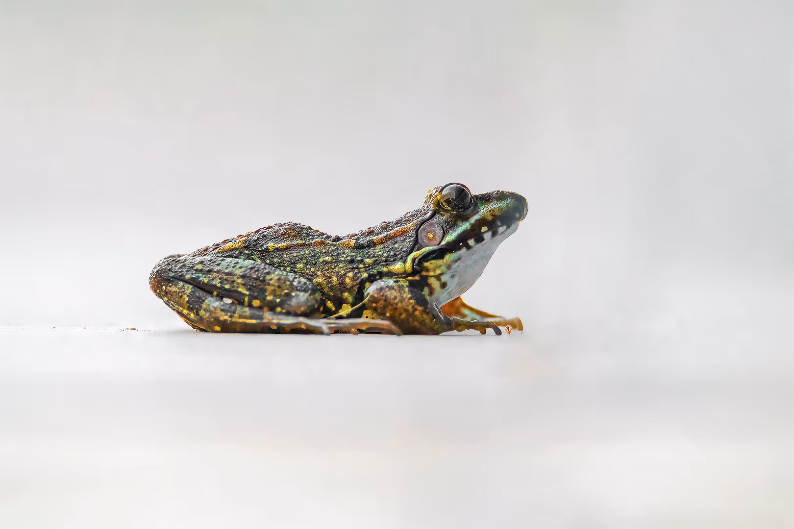 צפרדע הנחלים על רקע לבן