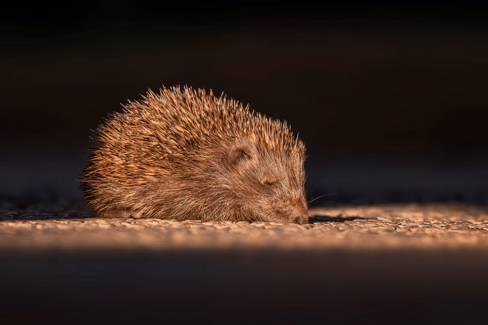 קיפוד מצוי מנמנם בשמש