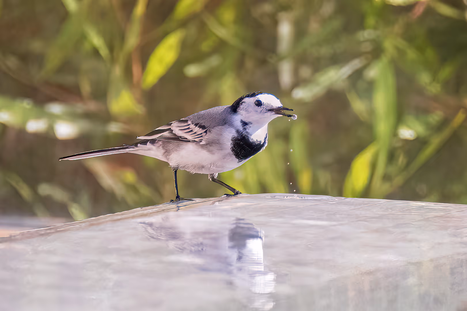 נחליאלי לבן שותה מים 