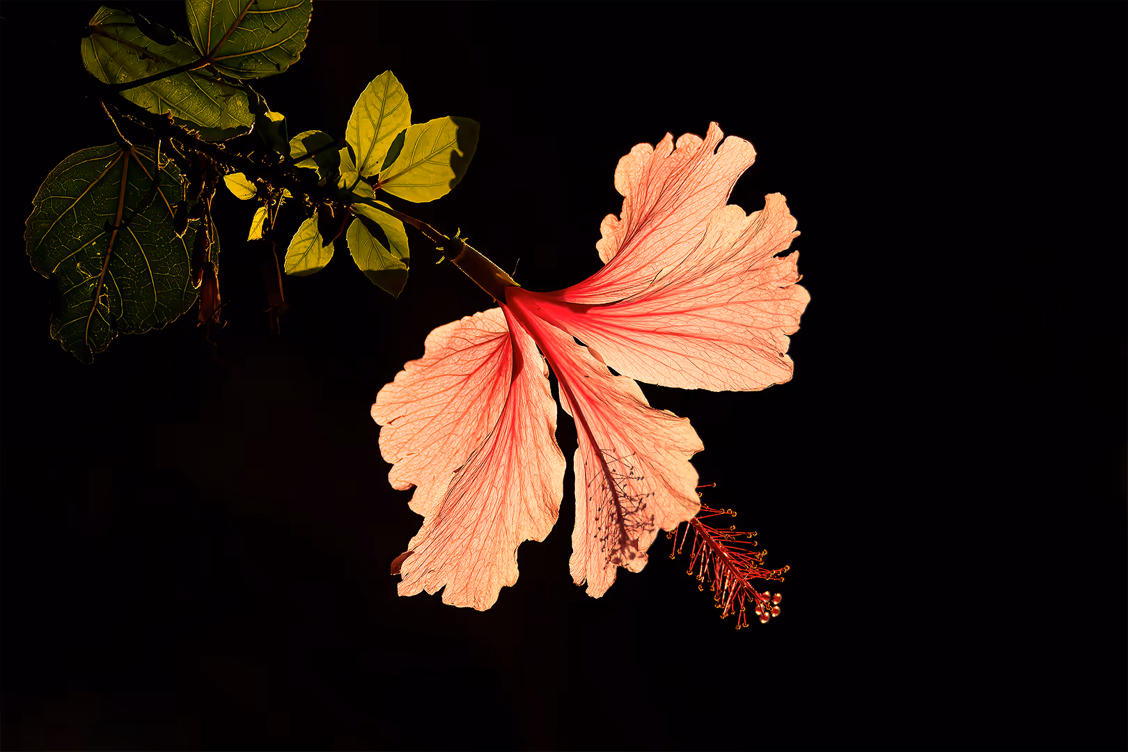 היביסקוס סיני על רקע שחור