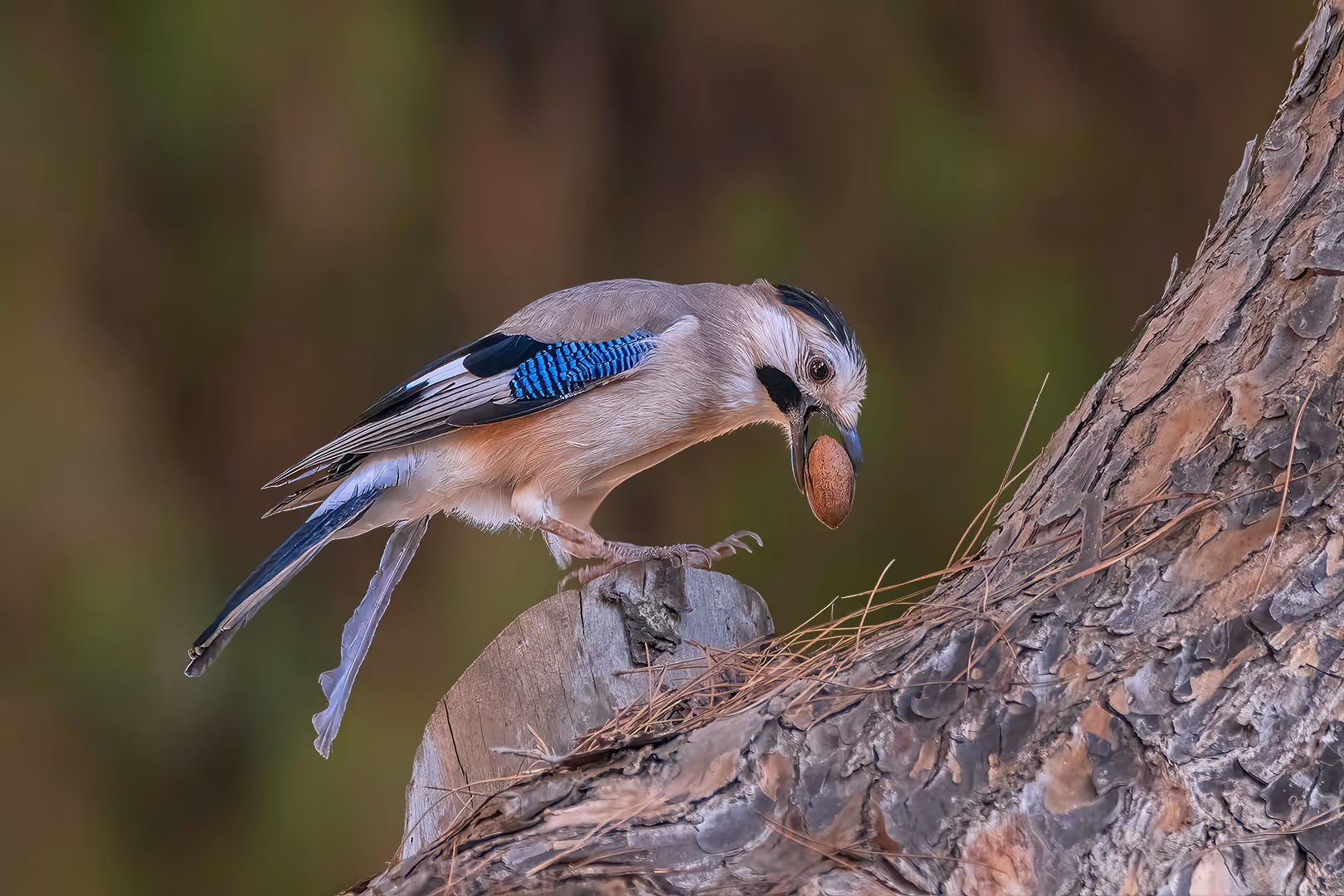 עורבני שחור כיפה עם אגוז פקאן