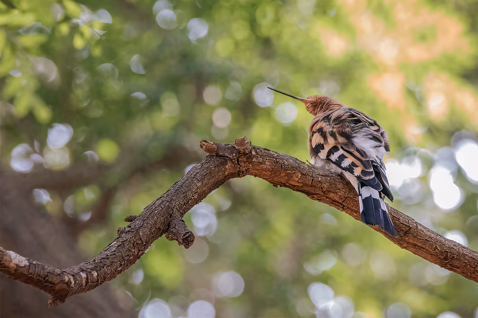 דוכיפת מתחפש למחט