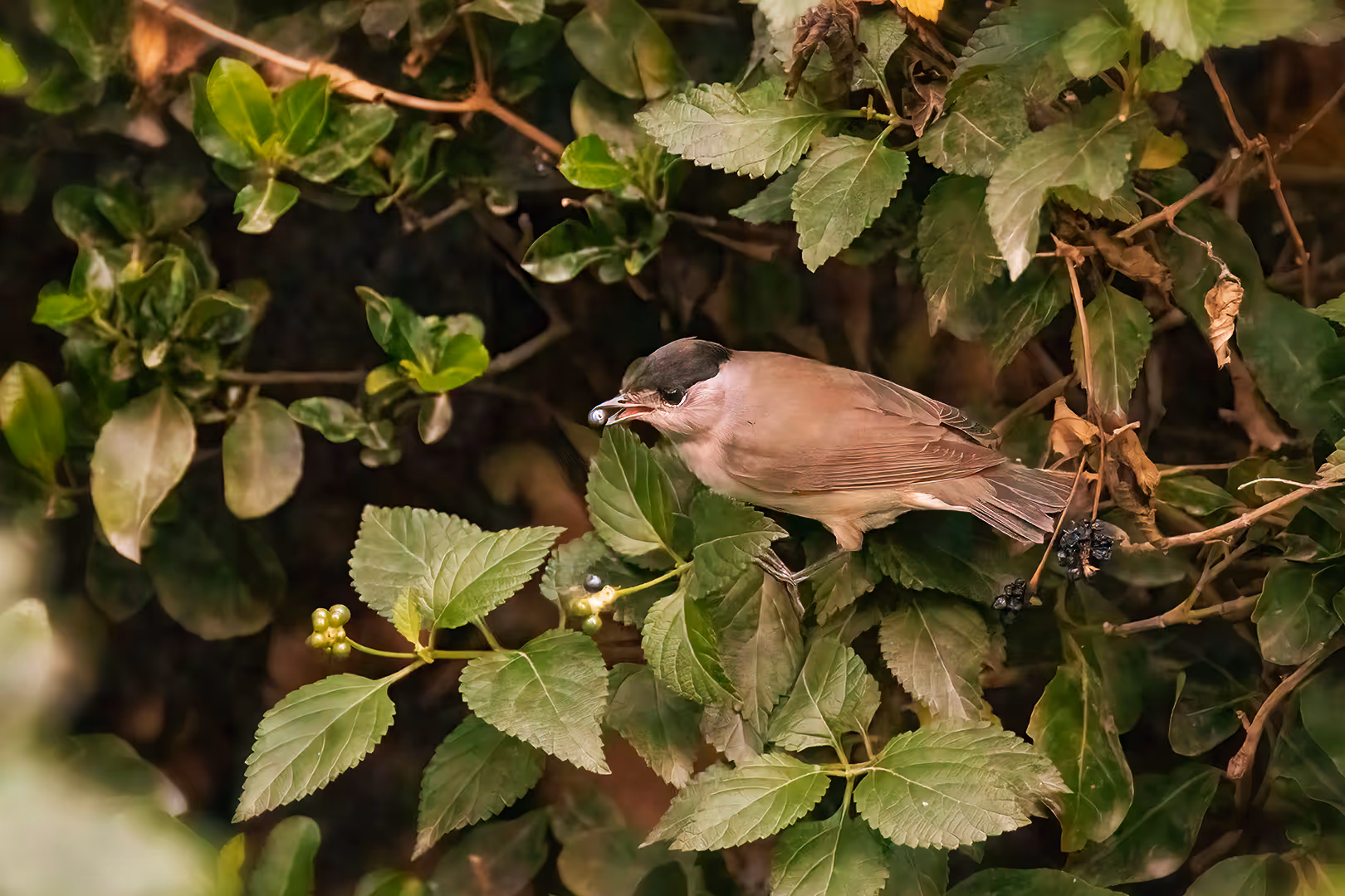 סבכי שחור כיפה אוכל פרי