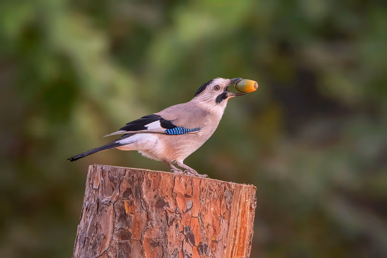 עורבני שחור כיפה עם בלוט