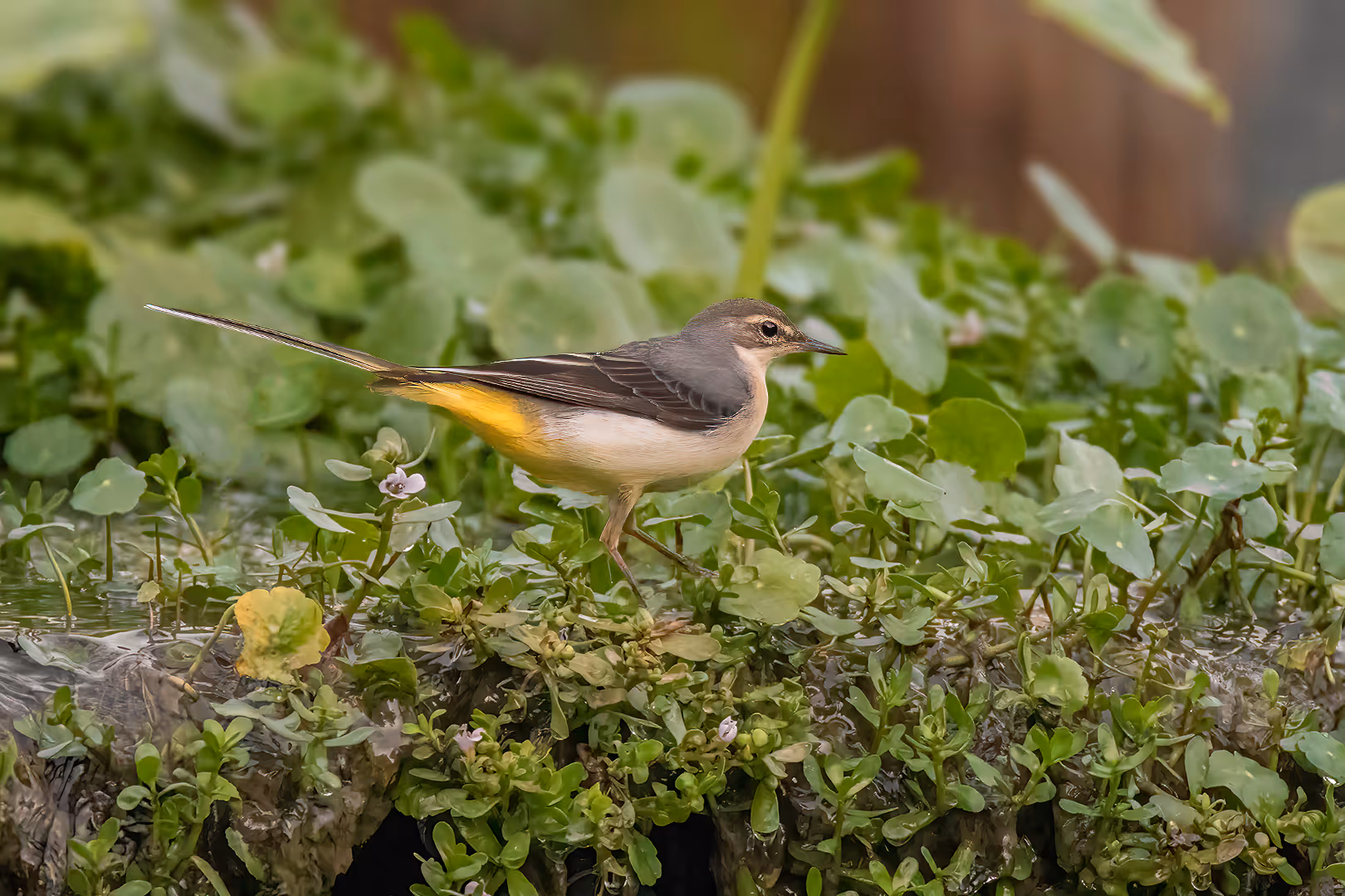 נחליאלי זנבתן הולך בצמחייה