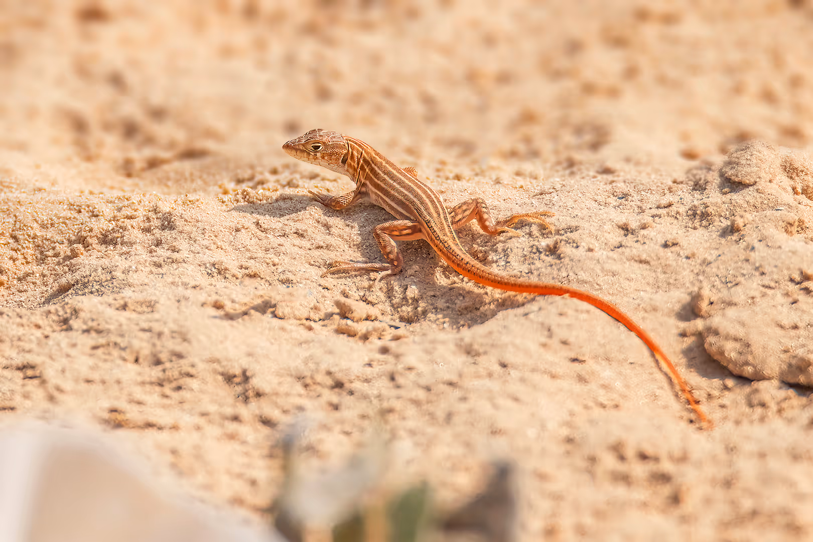 שנונית השפלה בחולות