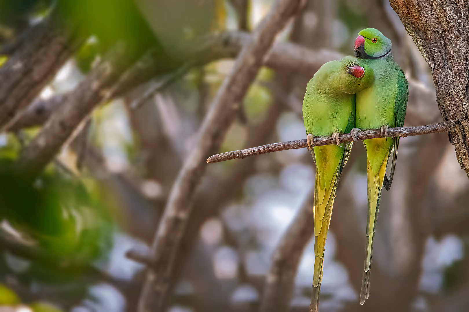 זוג דררות מתלטפות