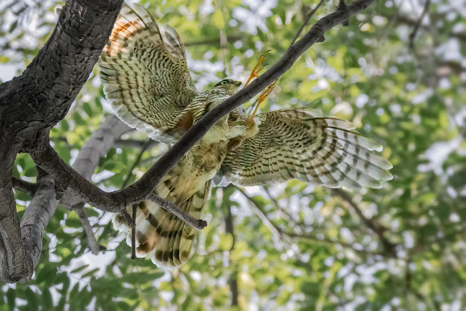 נץ מצוי נוחת על ענף