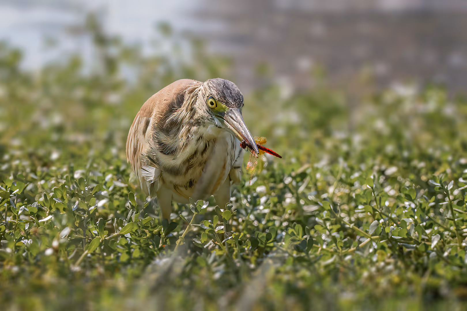 אנפית סוף עם שפירית
