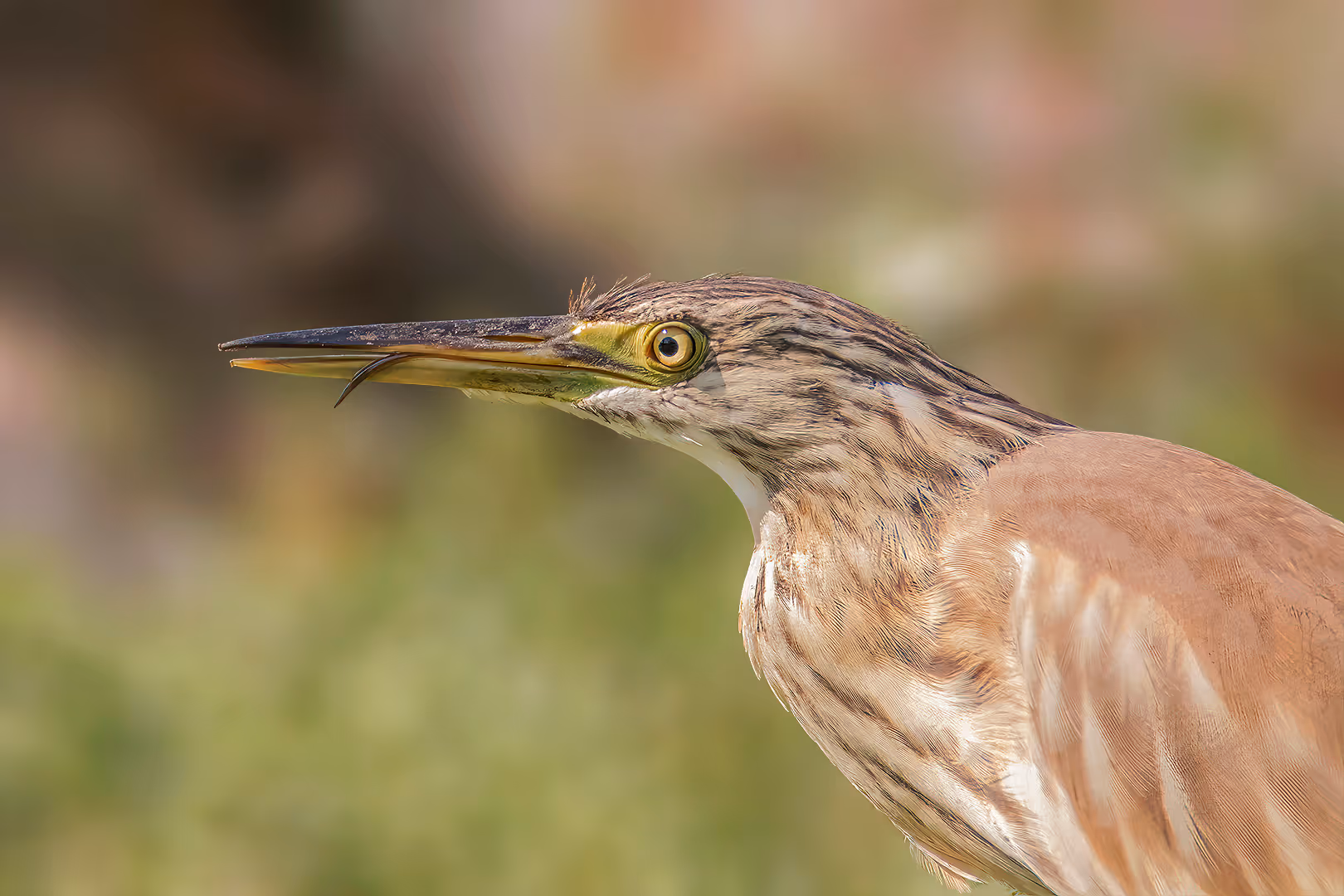 אנפית סוף עם הלשון בחוץ