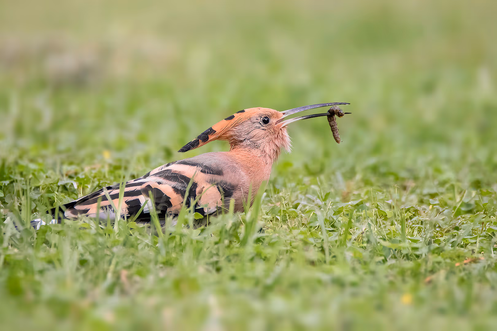 דוכיפת עם זחל