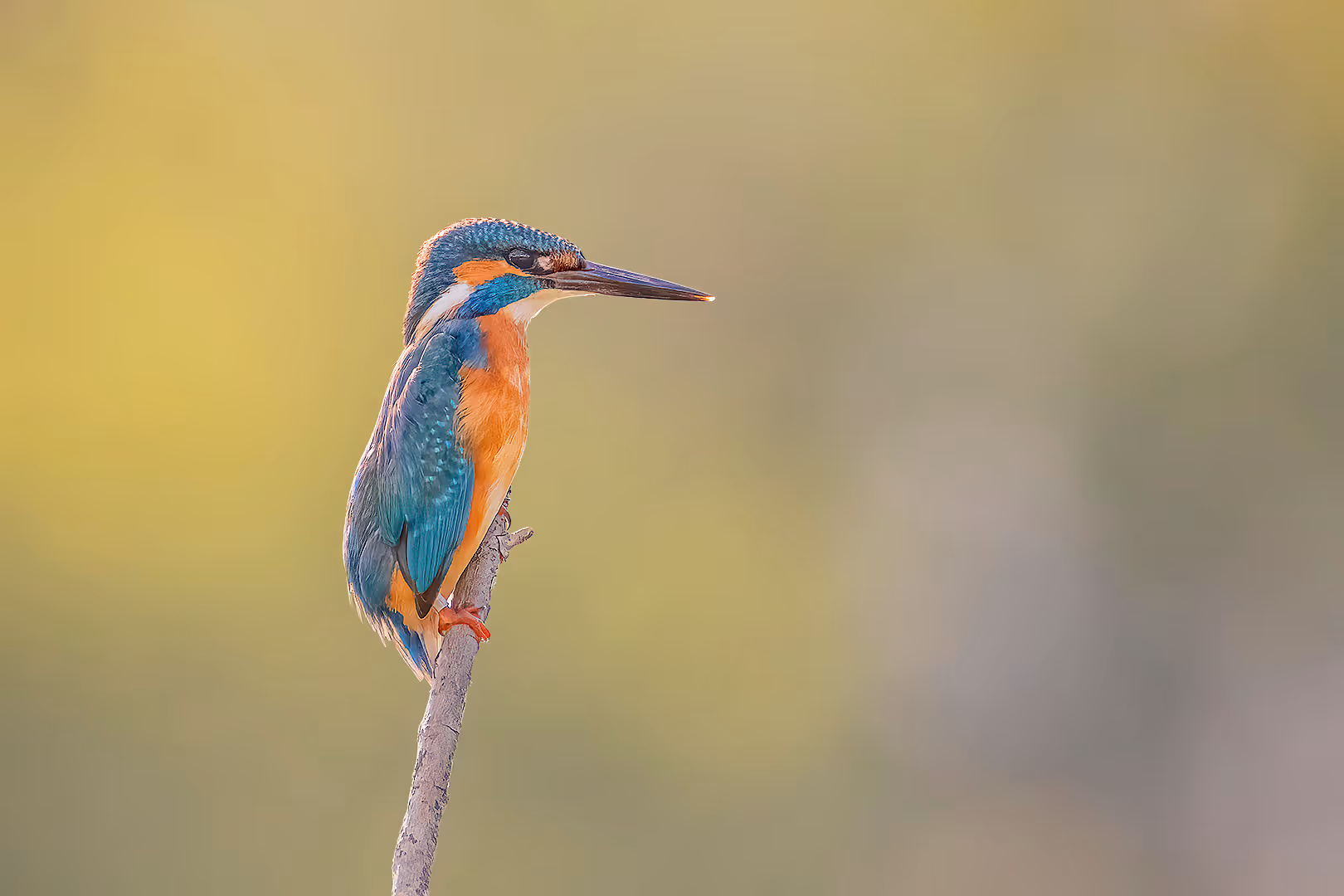 שלדג גמדי על מקל