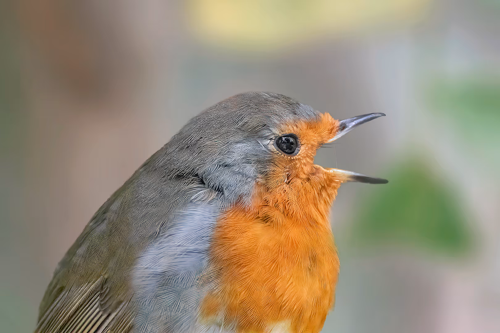 אדום חזה מקרוב שר עם חוט של רוק