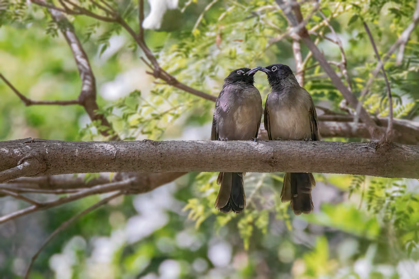 זוג בולבולים מתנשקים