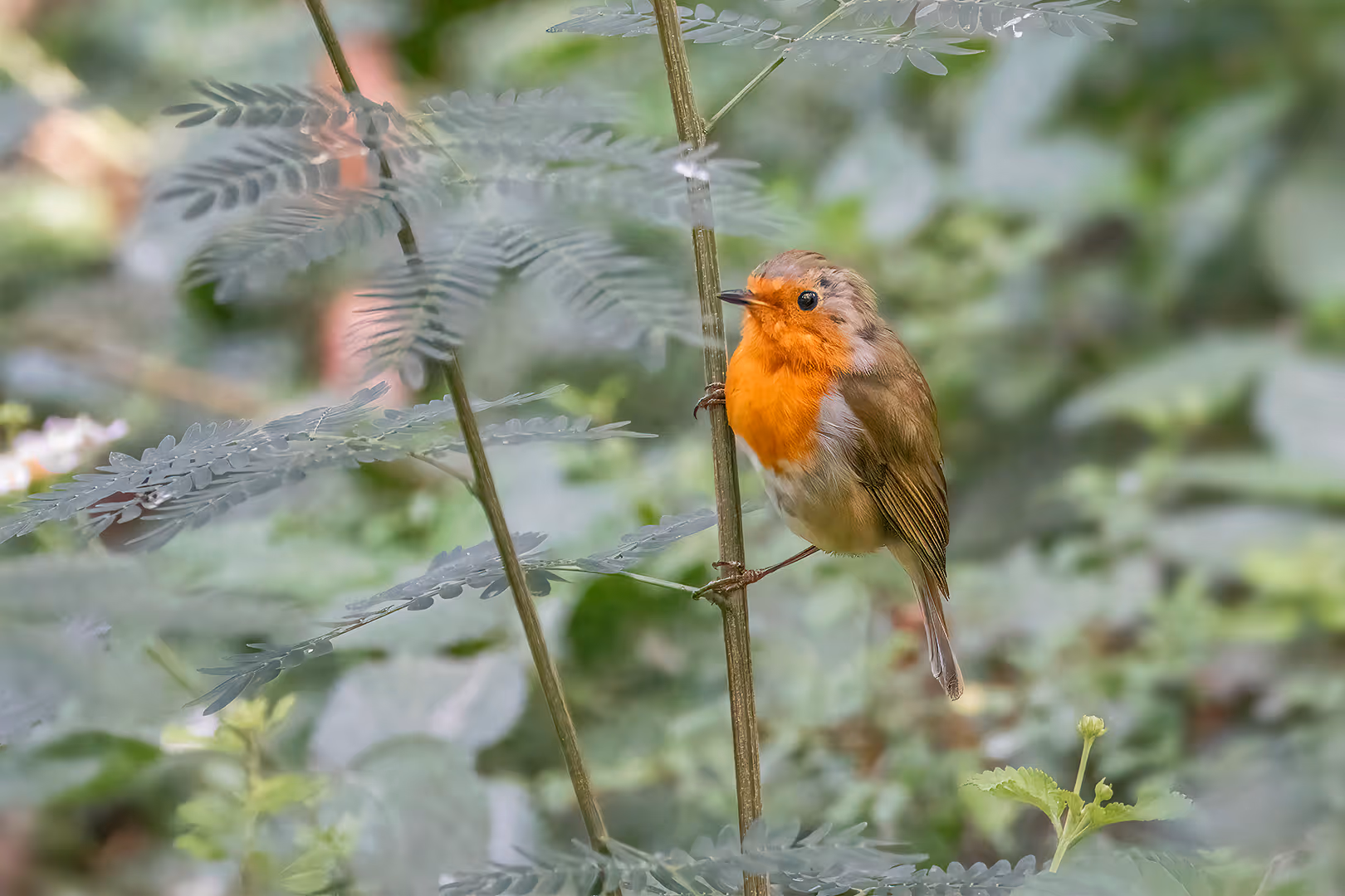 אדום חזה על ענף