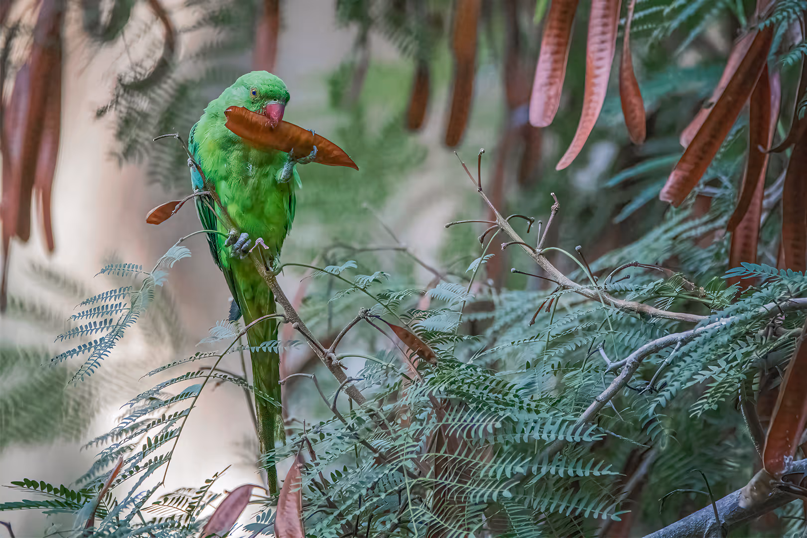 דררה מפצחת תרמיל של צחר כחלחל
