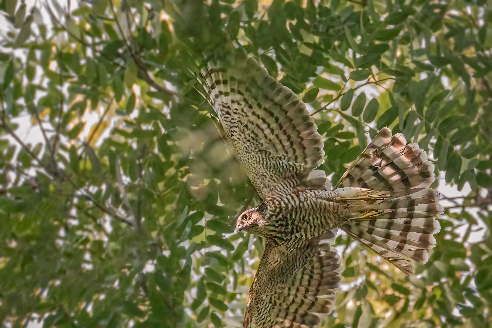 נץ מצוי בתעופה בין העצים