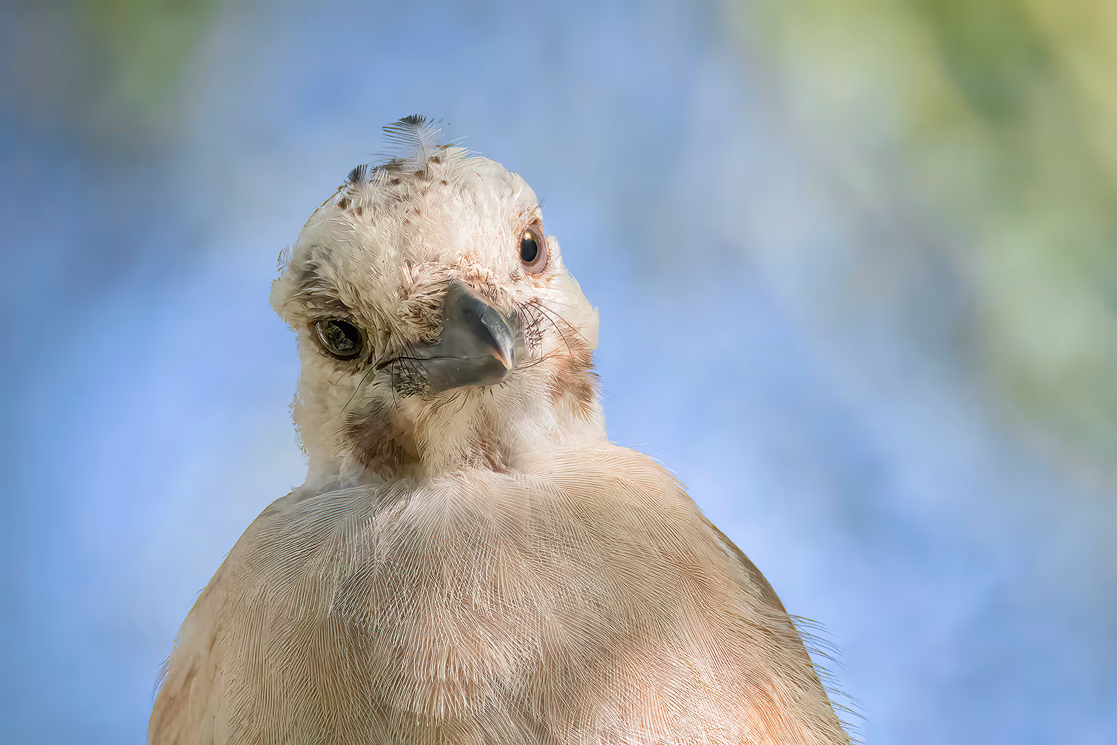 עורבני שחור כיפה בתקריב