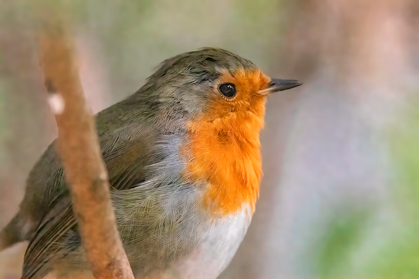 אדום חזה בתקריב