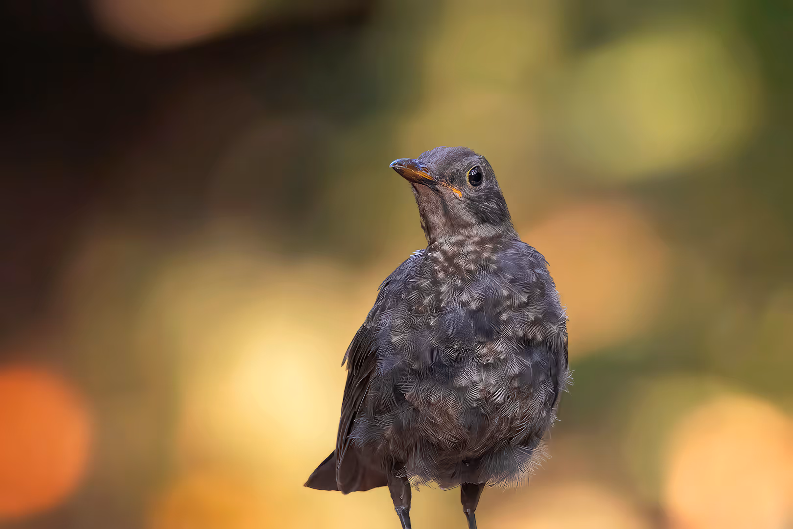 שחרור צעיר בתקריב