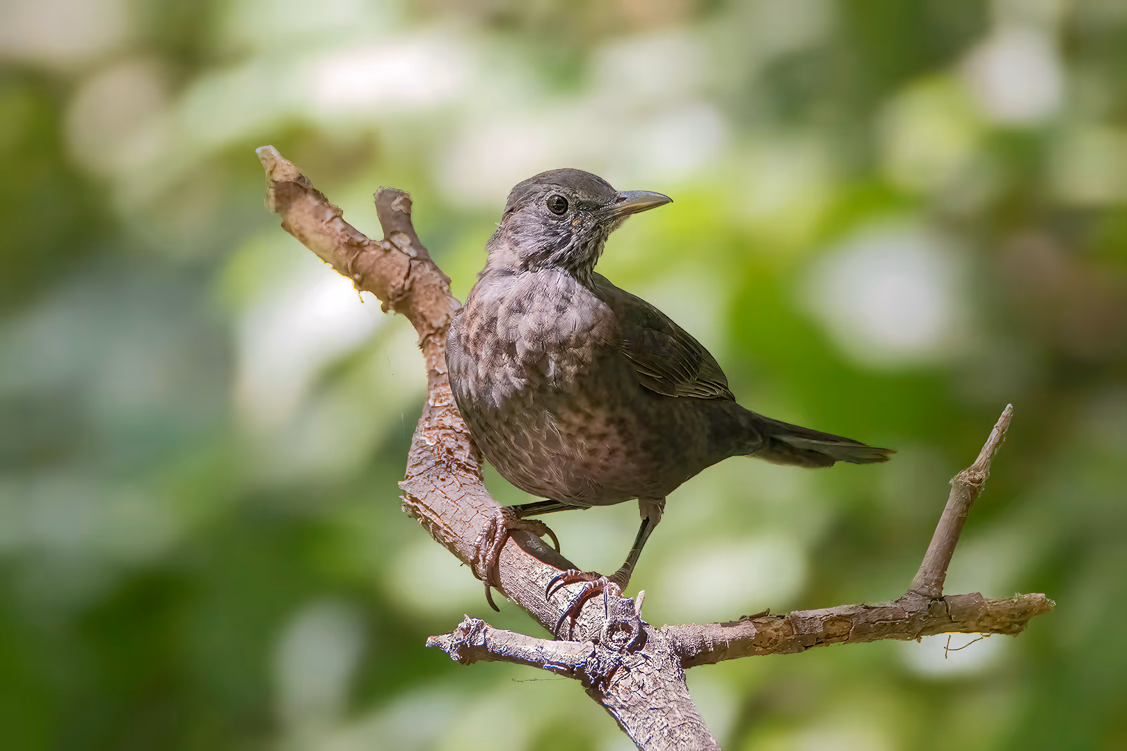 שחרור צעיר על ענף