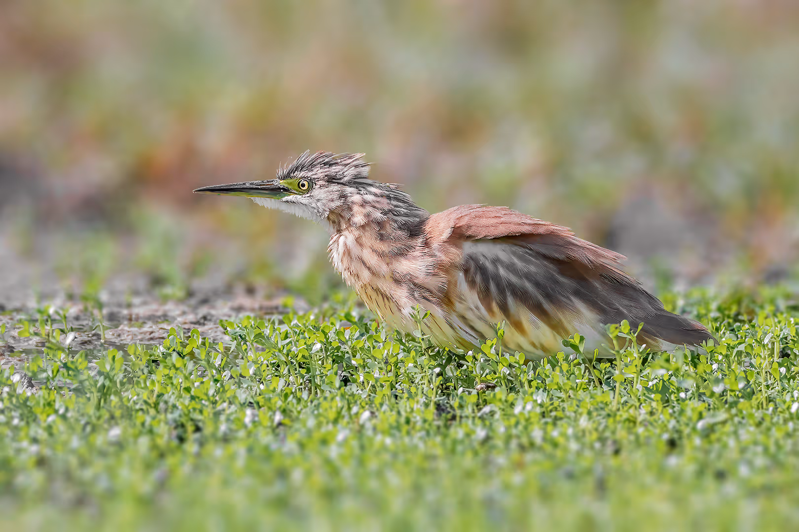 אנפית סוף מתנפחת