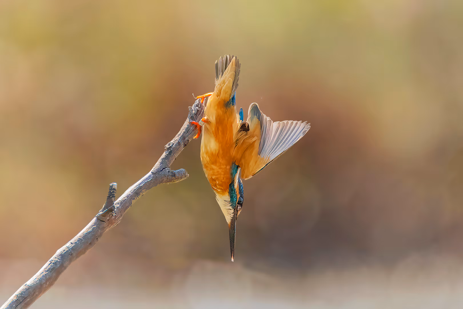 שלדג גמדי יוצא לציד