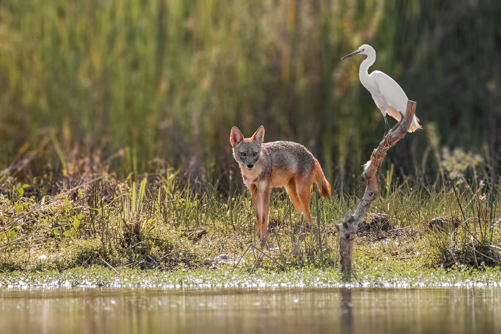 תן זהוב מביט לעבר לבנית קטנה