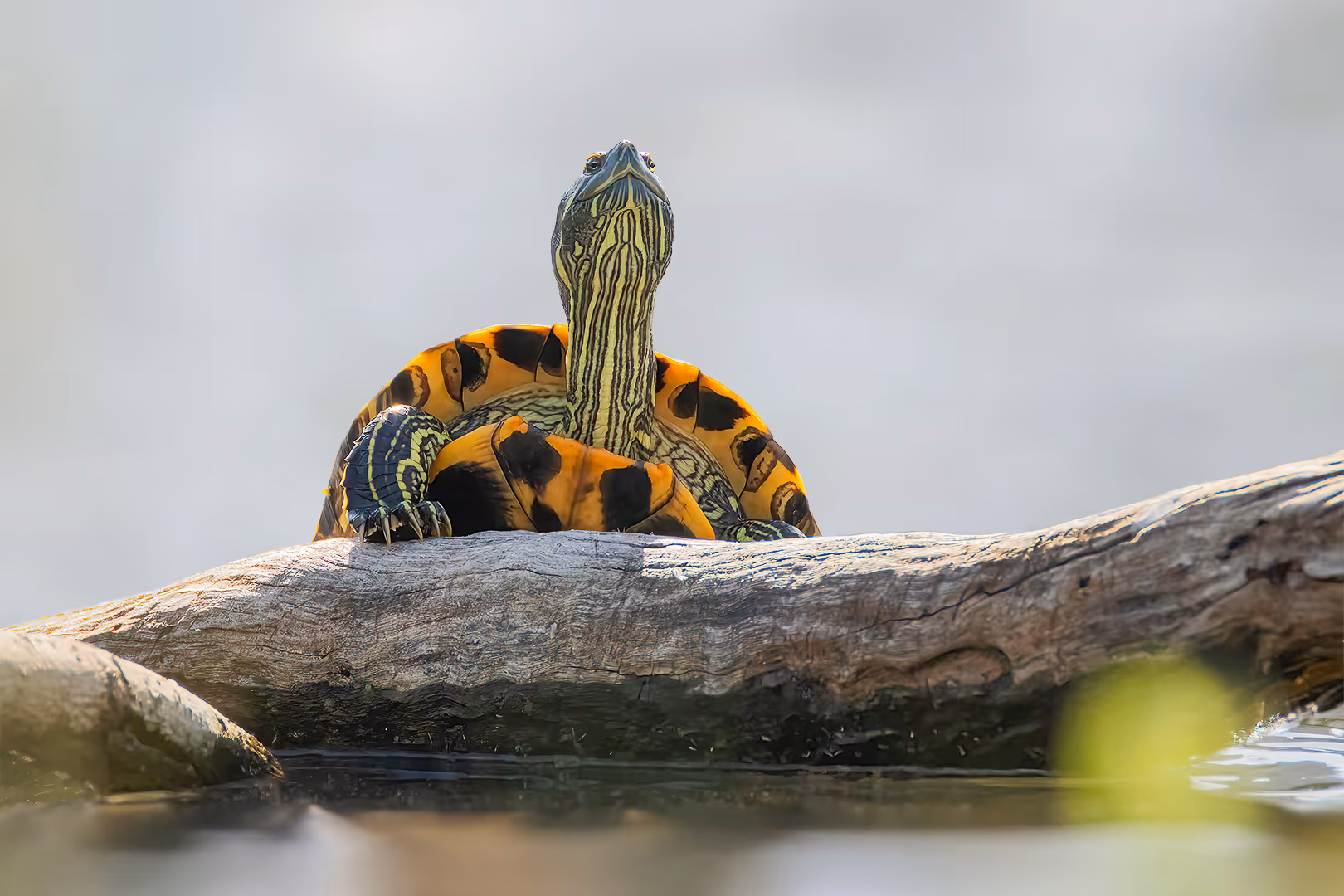  צבגון אדום אוזן מציץ מהמים