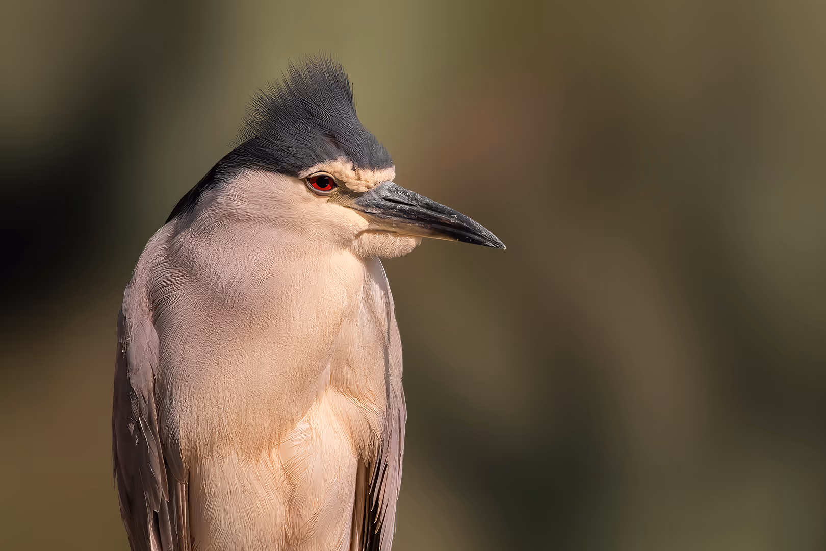 אנפת לילה בפרופיל
