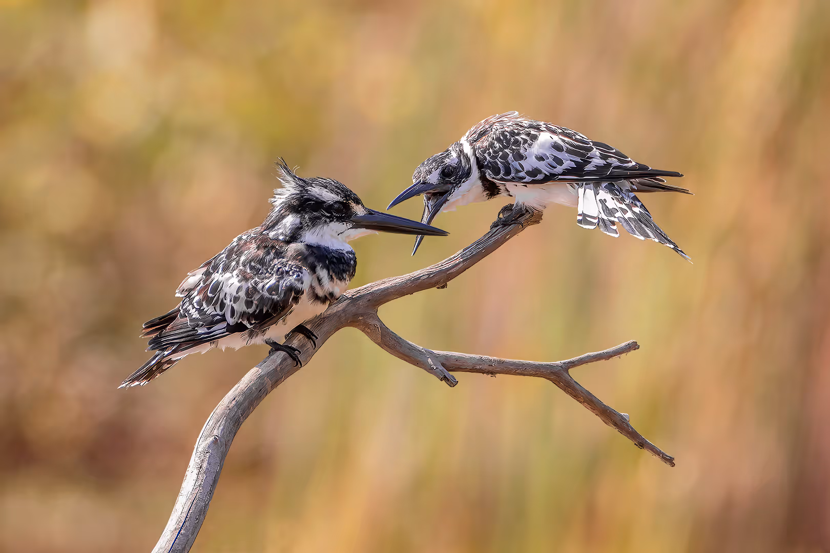 פרפורים עקודים בויכוח