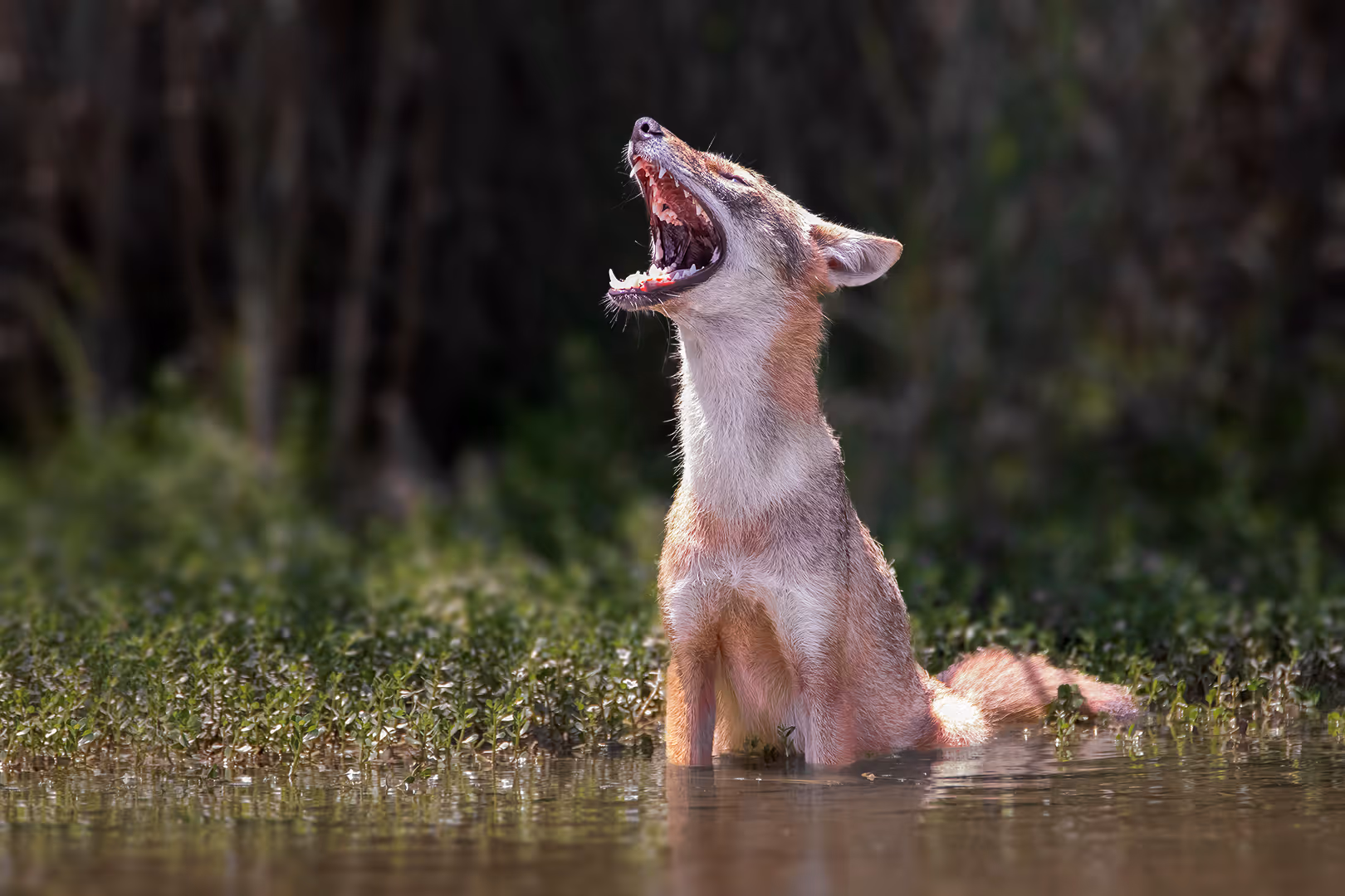תן זהוב צעיר מפהק