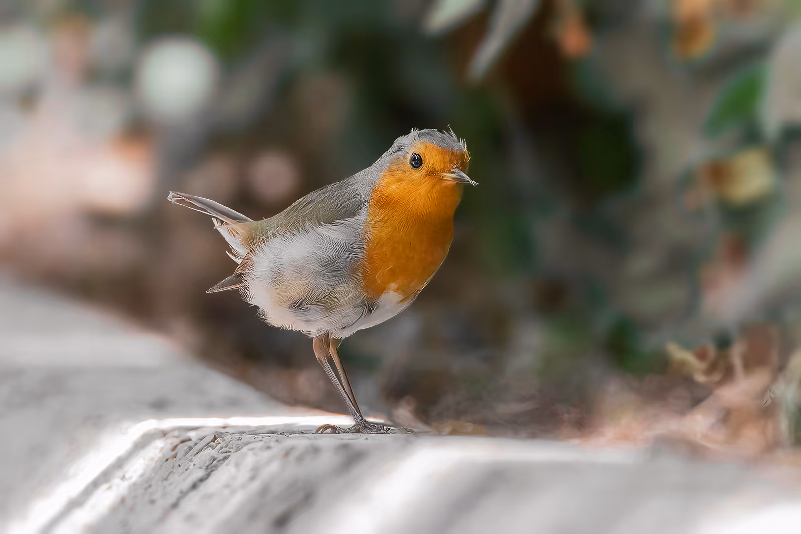 אדום חזה על שפת המדרכה