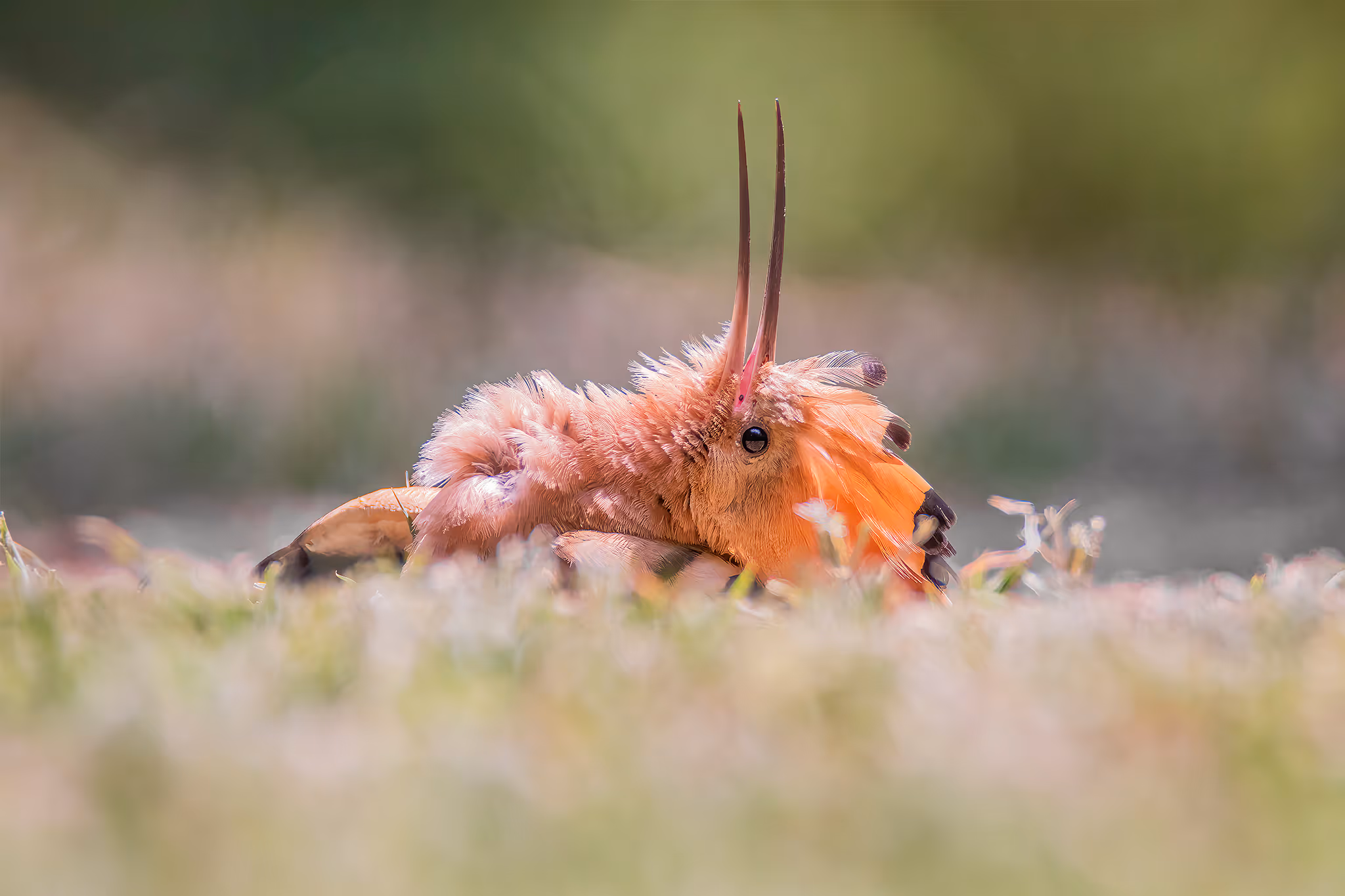 דוכיפת באמבטיית שמש