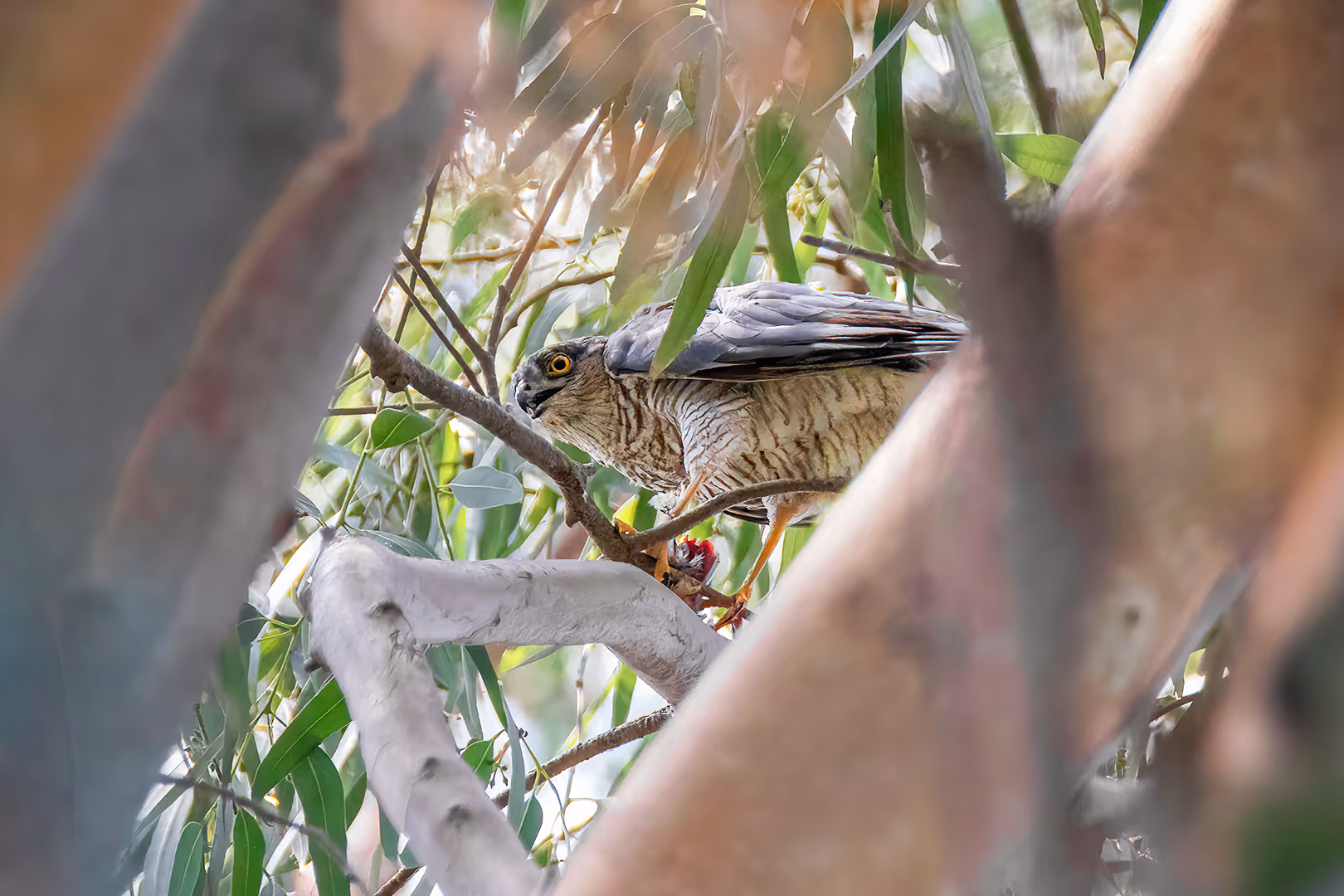 נץ מצוי טורף ציפור