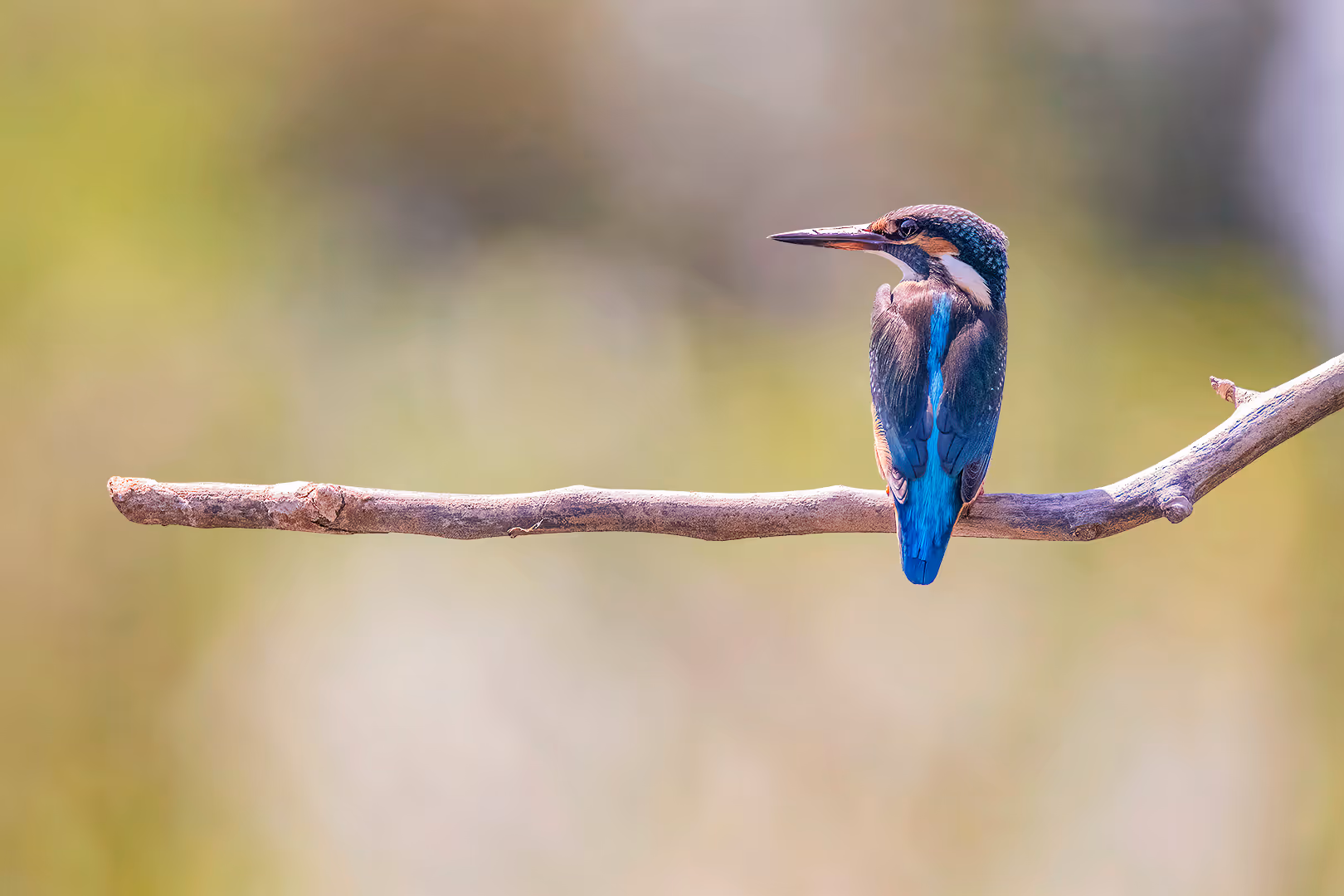 שלדג גמדי על ענף 