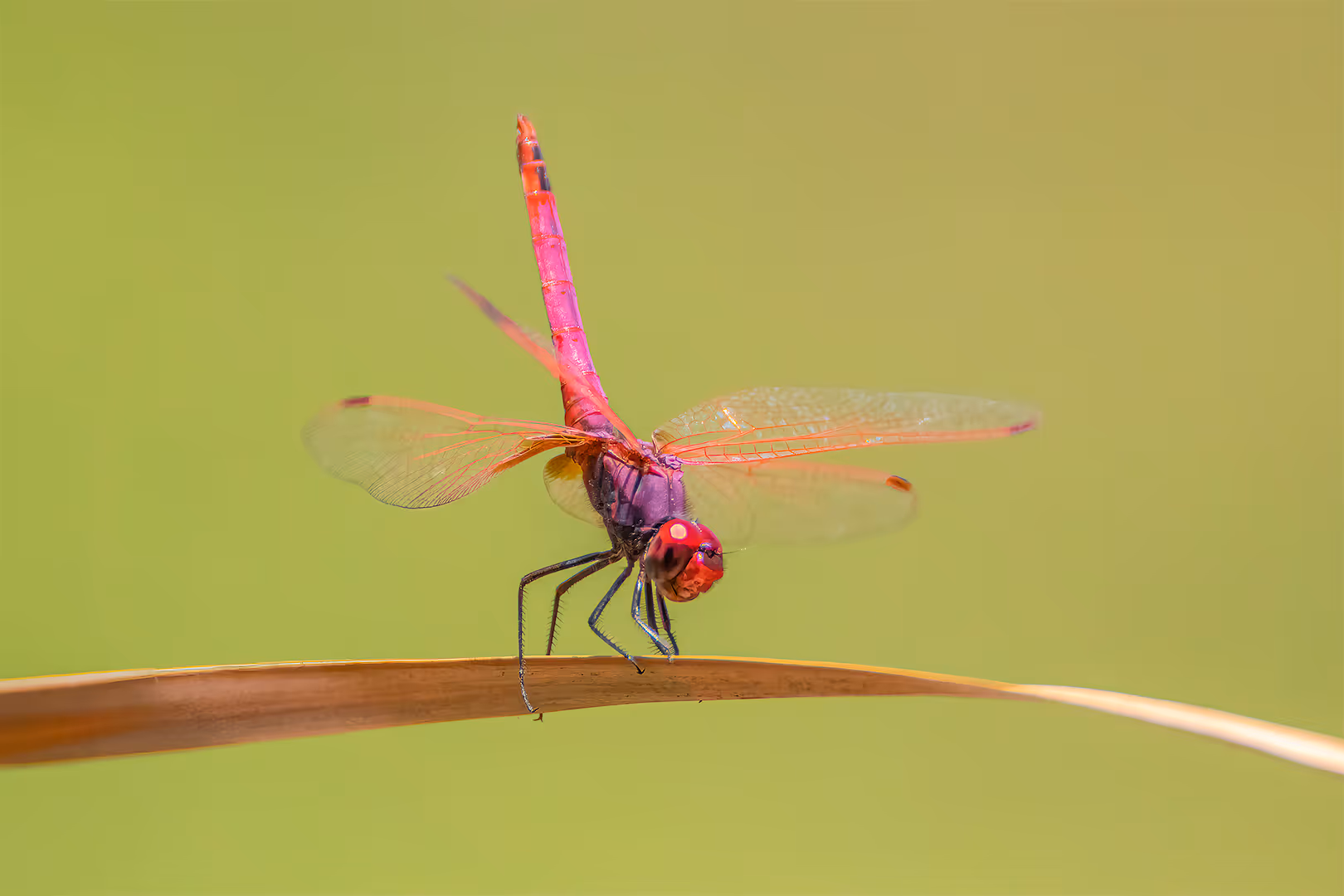  שפירית על עלה