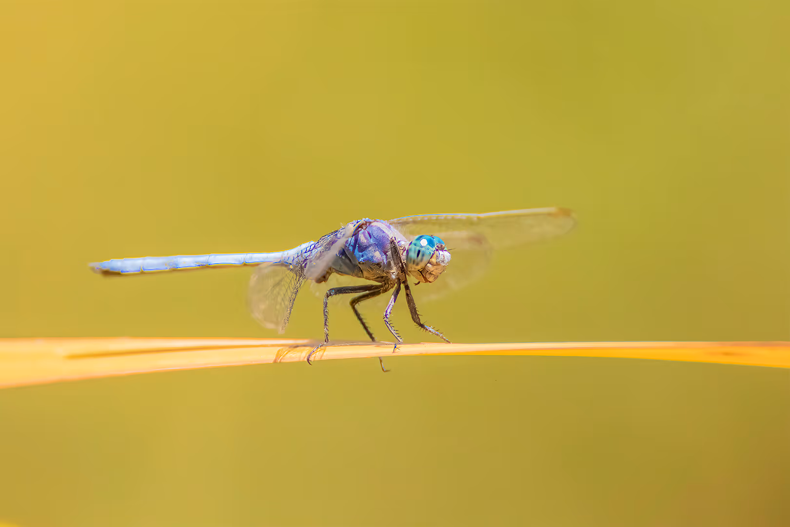  שפירית על עלה