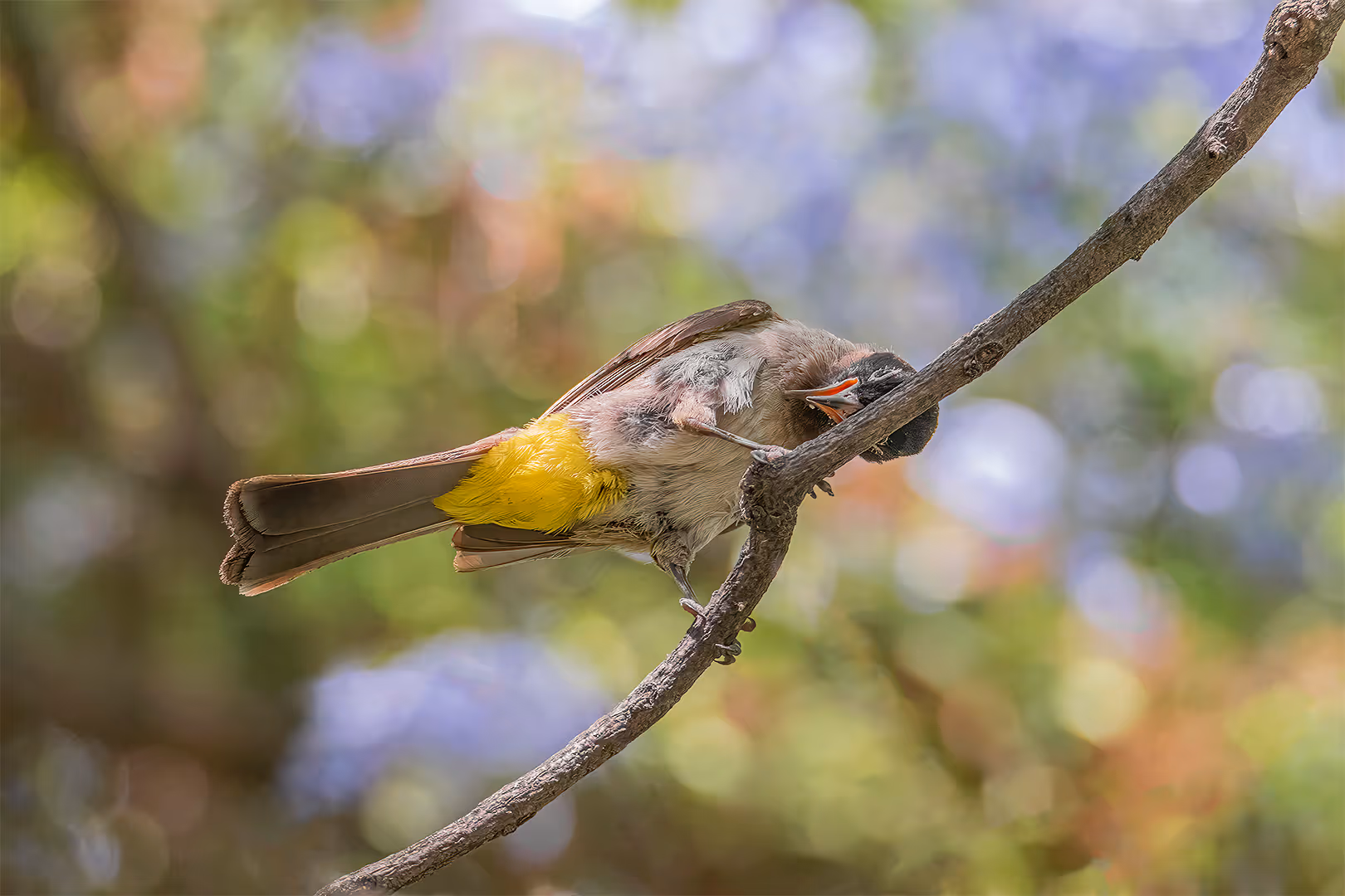 בולבול בודק אם השת שלו צהוב