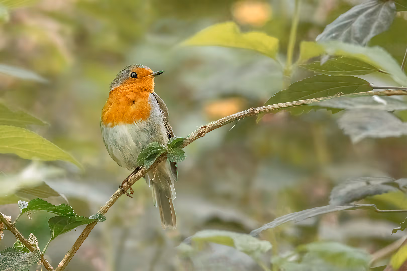 אדום חזה על ענף