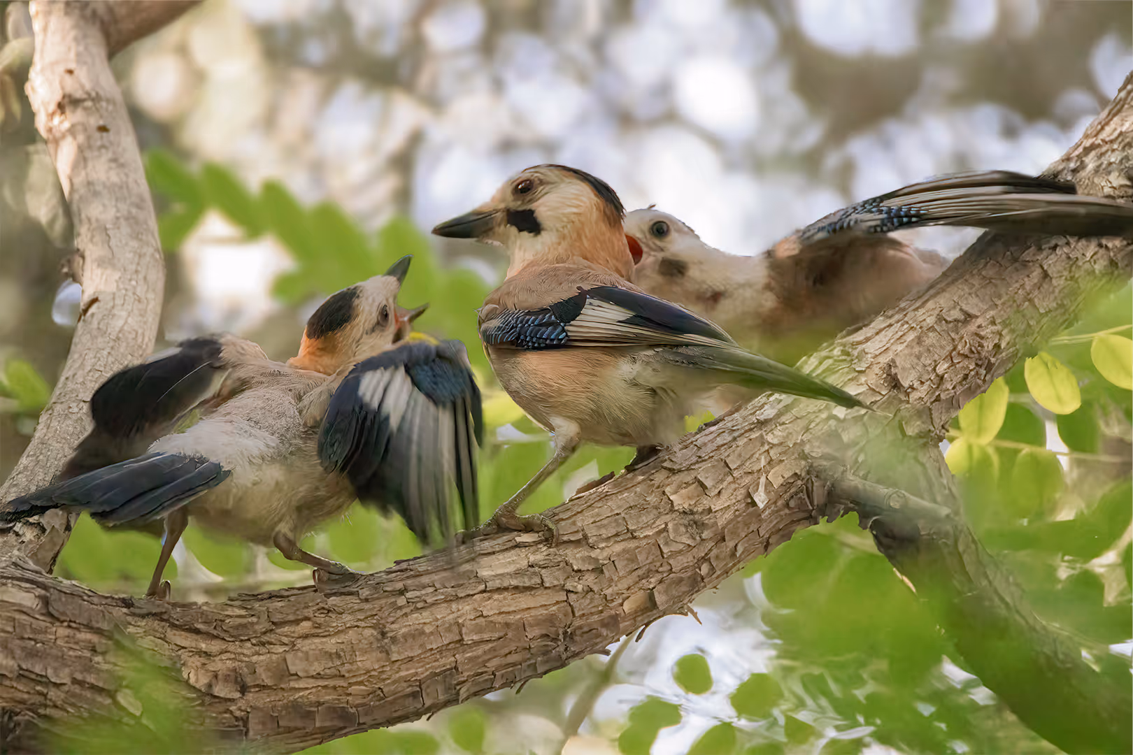משפחת עורבני שחור כיפה 