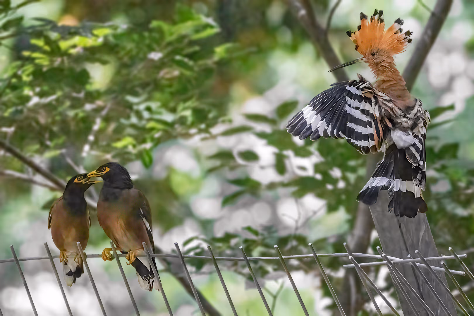 דוכיפת מנסה לחנך זוג מיינות הודיות